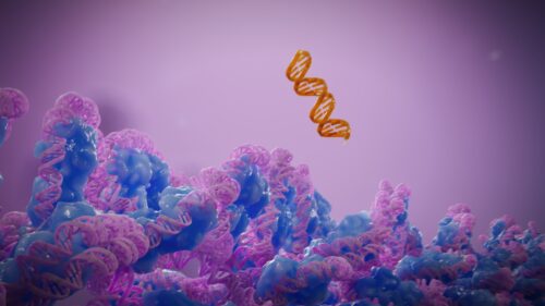 A fragment of foreign DNA